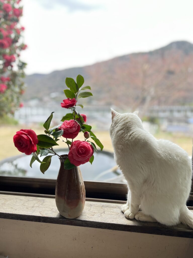 末石窯花生　世界ネコ歩き　陶房にて椿（猫）と一緒に仕事