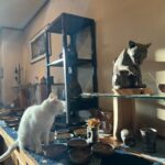 白猫と化け猫