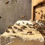 末石窯ミツバチ