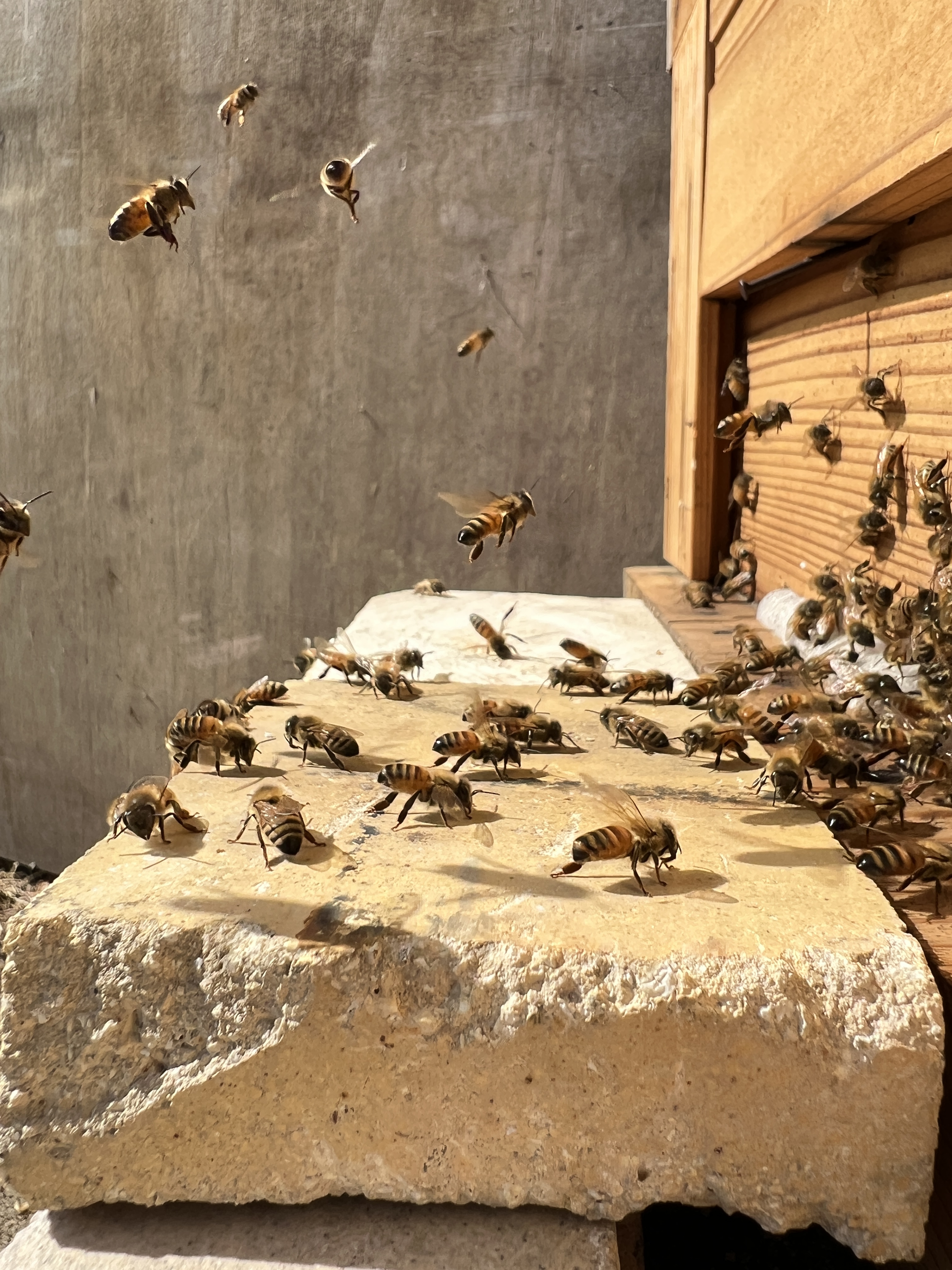 末石窯ミツバチ