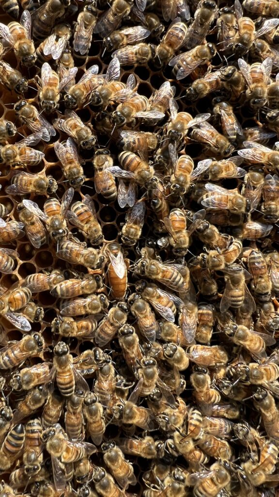 末石窯ミツバチ