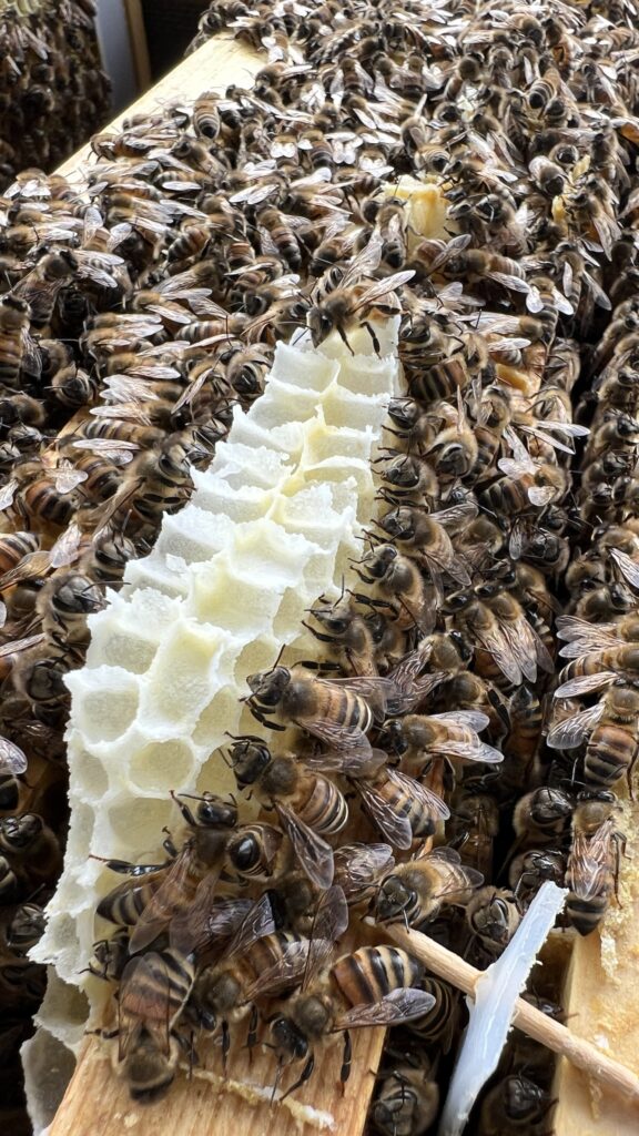 末石窯ミツバチ