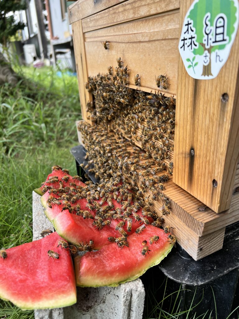 末石窯ミツバチ