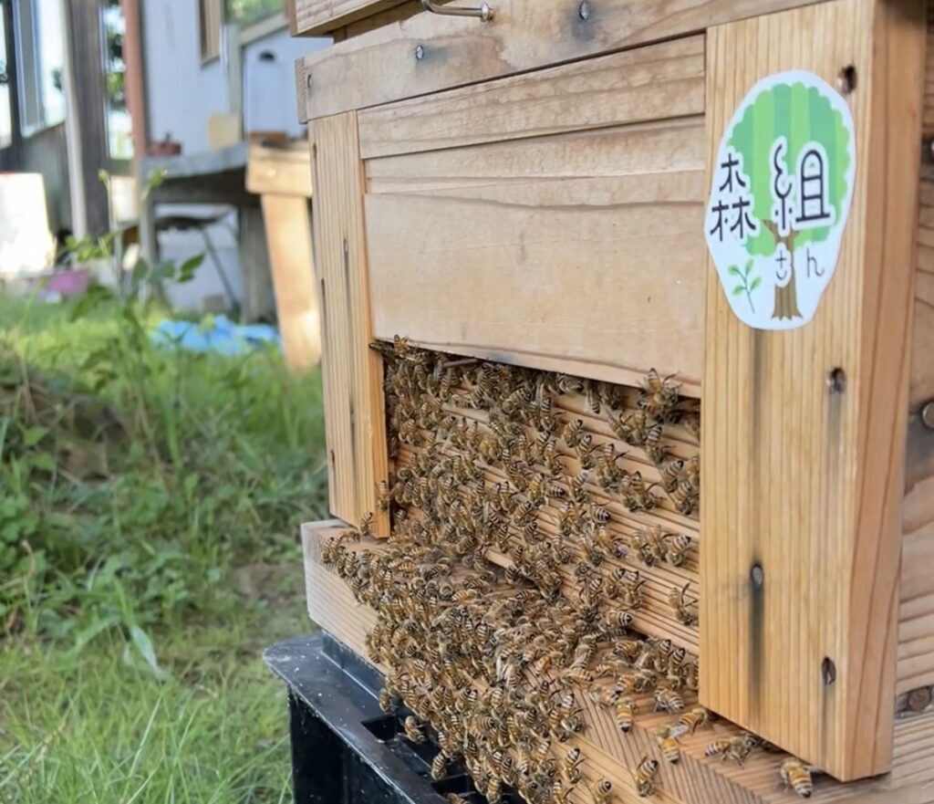 末石窯ミツバチ