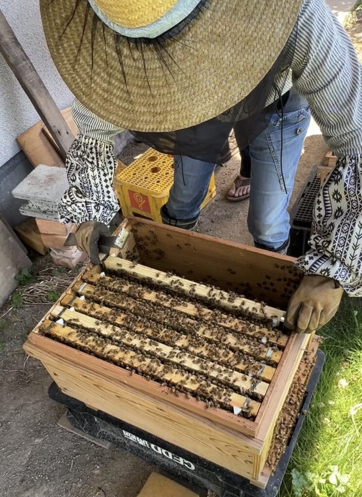 末石窯ミツバチ