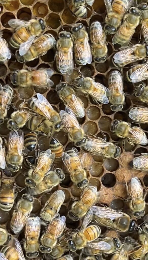 末石窯ミツバチ